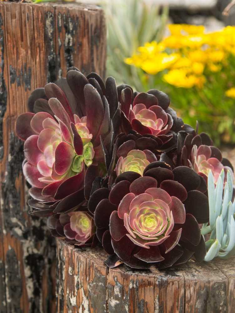 You are currently viewing Echeveria 'Black Knight' – Conseils pour cultiver une succulente Black Knight