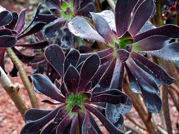 You are currently viewing Plantes succulentes noires – En savoir plus sur les plantes succulentes de couleur noire