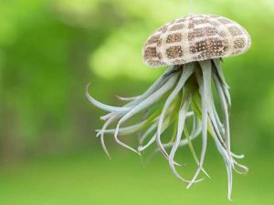 Lire la suite à propos de l’article Plantes succulentes suspendues de méduses bricolage – Comment fabriquer des plantes succulentes de méduses