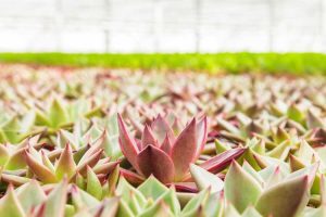 Lire la suite à propos de l’article Entretien des plantes succulentes en serre : conseils pour cultiver des plantes succulentes en serre