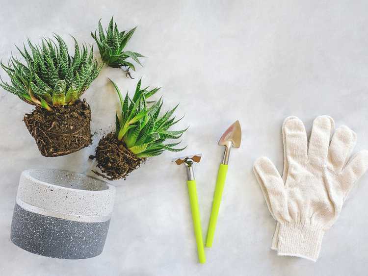 You are currently viewing Essentiels de base des plantes succulentes – Outils pour cultiver des plantes succulentes