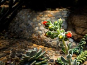 Lire la suite à propos de l’article Doris Taylor Succulent Info: Conseils pour cultiver une plante de rose laineuse