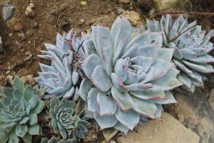 Lire la suite à propos de l’article Que sont les plantes Dudleya : découvrez les soins succulents Dudleya