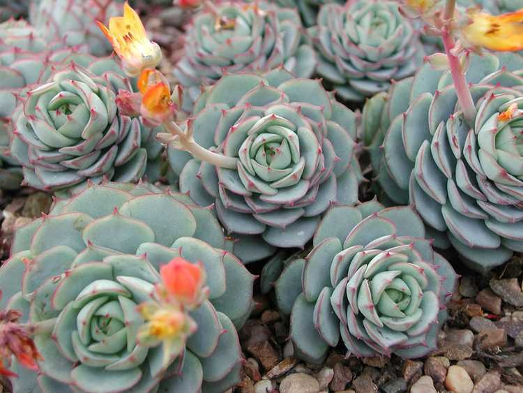 You are currently viewing Instructions d'entretien pour Echeveria – Informations sur les plantes succulentes Echeveria