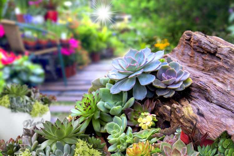 You are currently viewing Plantes succulentes dans le jardin – Comment préparer un sol succulent en extérieur