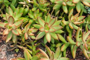 Lire la suite à propos de l’article Informations sur l'orpin Coppertone : Prendre soin d'une plante succulente Coppertone