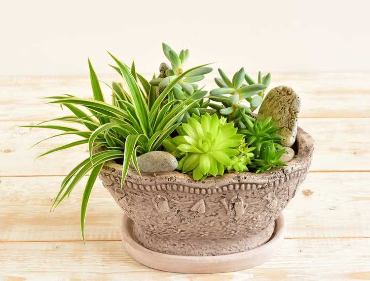 You are currently viewing Plantes succulentes en pot : comment prendre soin des plantes succulentes dans des contenants