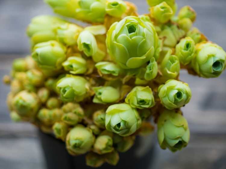 You are currently viewing Apprenez-en davantage sur une plante succulente en forme de rose appelée Greenovia Dodrentalis