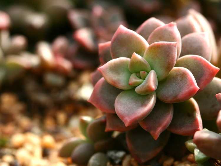 You are currently viewing Chroma Succulent Care : En savoir plus sur la culture des plantes Chroma Echeveria