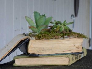 Lire la suite à propos de l’article Présentoirs créatifs de plantes succulentes – Des façons amusantes de planter des plantes succulentes