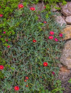 Lire la suite à propos de l’article Plantes succulentes rampantes – Les plantes succulentes font-elles un bon couvre-sol