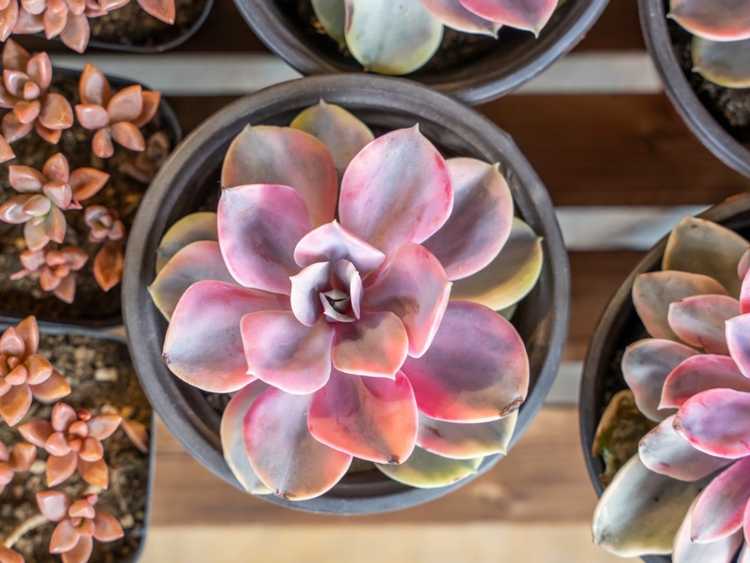 Lire la suite à propos de l’article Variétés de plantes succulentes roses à essayer : comment faire pousser des plantes succulentes roses parfaites