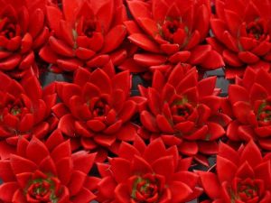 Lire la suite à propos de l’article Plantes succulentes rouges – Informations sur les plantes succulentes rouges