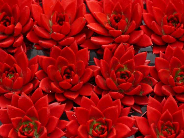 You are currently viewing Plantes succulentes rouges – Informations sur les plantes succulentes rouges