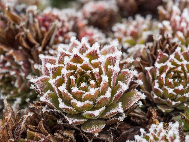 Lire la suite à propos de l’article Plantes succulentes et gel : comment sauver une plante succulente du gel ou du gel