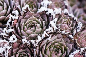 Lire la suite à propos de l’article Plantes succulentes pour climat froid – En savoir plus sur la culture de plantes succulentes par temps froid