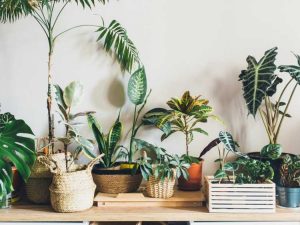 Lire la suite à propos de l’article 10 plantes d'intérieur tropicales : plantes d'intérieur tropicales populaires à cultiver à l'intérieur