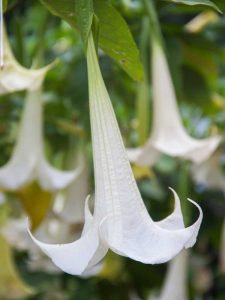 Lire la suite à propos de l’article 5 plantes tropicales à fleurs blanches : des fleurs blanches éclatantes pour les jardins tropicaux