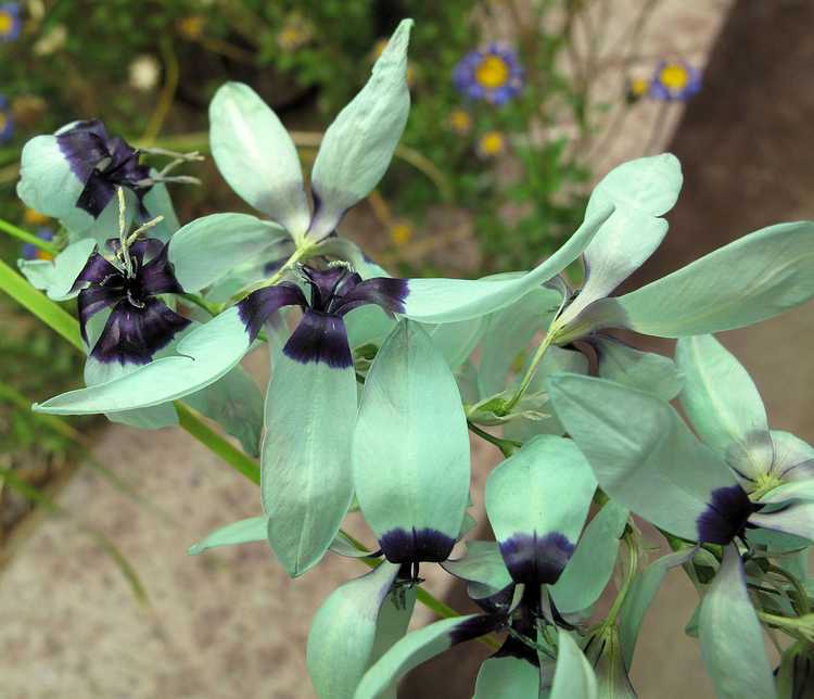 You are currently viewing Soins Turquoise Ixia: Cultiver des plantes Turquoise Ixia Viridiflora