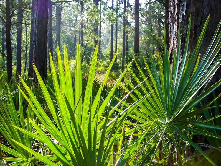 You are currently viewing Plantes à lames : utiliser des plantes aux bords tranchants dans le jardin