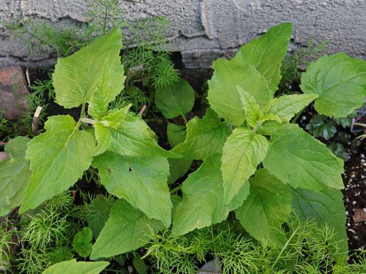 You are currently viewing Liste des plantes envahissantes : découvrez quelles plantes sont agressives