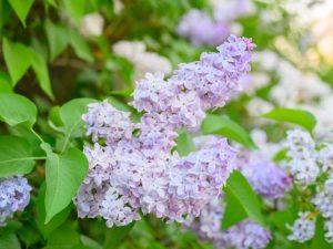 Lire la suite à propos de l’article Plantes pastel pour un joli jardin de fleurs violet clair