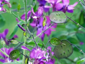 Lire la suite à propos de l’article Plantes à gousses attrayantes : cultiver des plantes qui ont de jolies graines