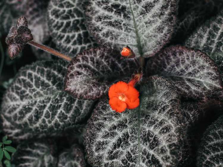 You are currently viewing Cultiver des violettes flamboyantes : informations sur les soins de la violette flamboyante d'Episcia