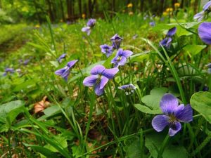 Lire la suite à propos de l’article Soins des violettes sauvages – Comment faire pousser des plantes de violettes sauvages