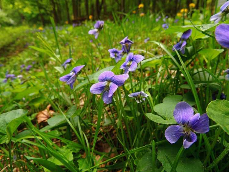 You are currently viewing Soins des violettes sauvages – Comment faire pousser des plantes de violettes sauvages