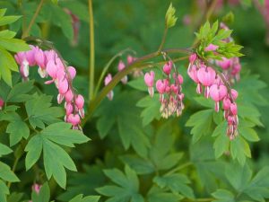 Lire la suite à propos de l’article Plantes vivaces pour jardins ombragés – Quelles sont les meilleures plantes vivaces ombragées