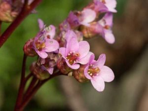 Lire la suite à propos de l’article Problèmes d'insectes Bergenia : conseils pour lutter contre les ravageurs du Bergenia