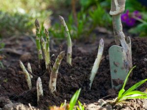 Lire la suite à propos de l’article Plantes vivaces comestibles – Cultiver un jardin potager vivace