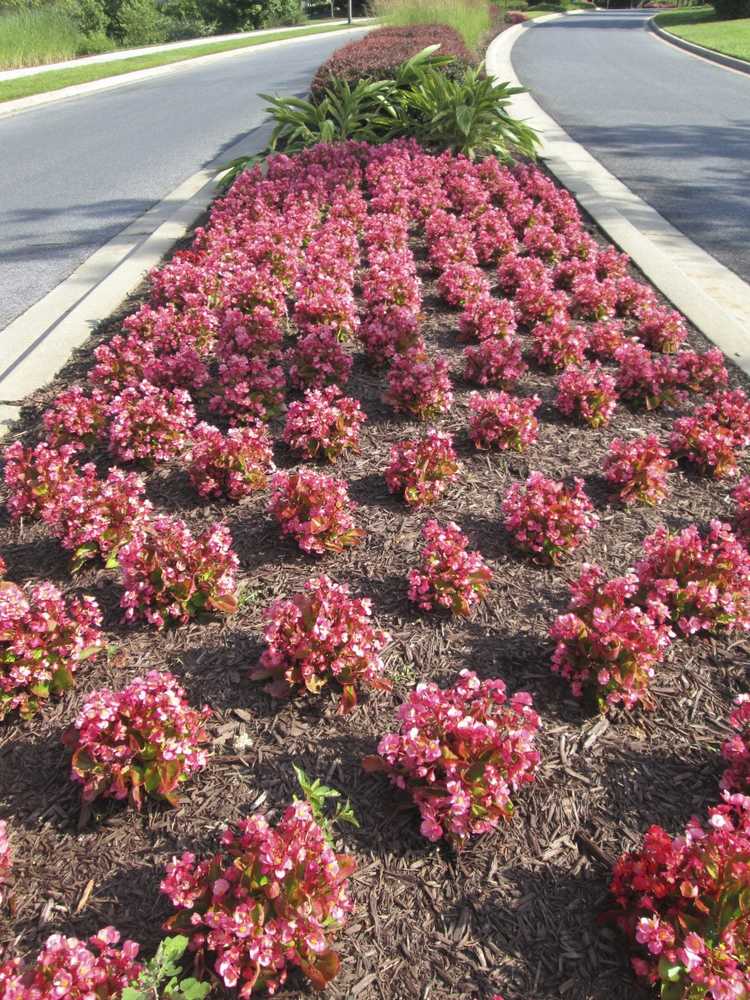 Lire la suite à propos de l’article Plantes vivaces pour les bandes d'enfer: choisir des plantes vivaces pour la plantation en bandes d'enfer