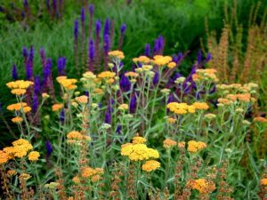 Lire la suite à propos de l’article Plantes vivaces faciles d'entretien pour chaque jardin