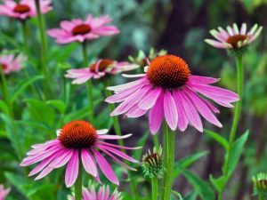 Lire la suite à propos de l’article Plantes vivaces en plein soleil – Quelles plantes vivaces font bien en plein soleil