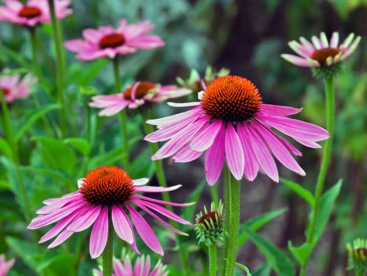 You are currently viewing Meilleures plantes vivaces tolérantes à la chaleur – Plantes vivaces qui aiment la chaleur