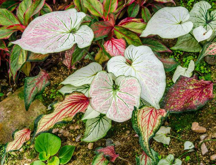 You are currently viewing Plantes vivaces tendres : entretien des plantes vivaces tendres dans les jardins