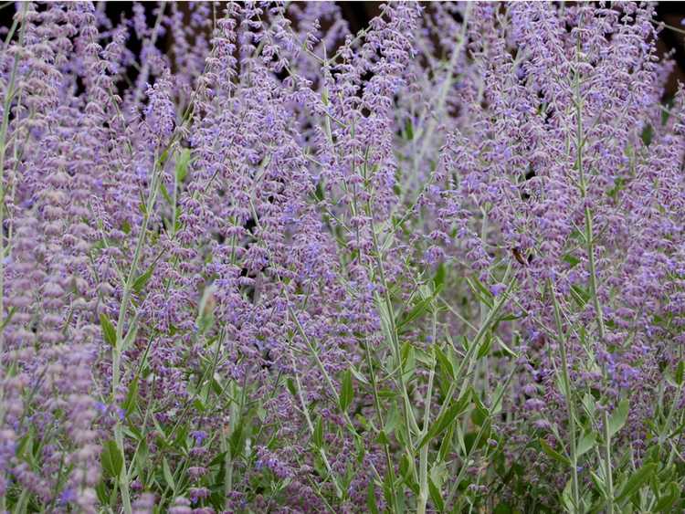 Lire la suite à propos de l’article Plantes vivaces à faible niveau d'eau : choisir des plantes vivaces pour les climats chauds et secs