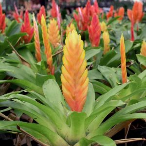 Lire la suite à propos de l’article Entretien des plantes Vriesea: comment faire pousser des plantes d'épée flamboyante à l'intérieur