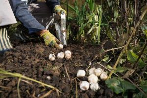 Lire la suite à propos de l’article Ai-je besoin d’un planteur de bulbes : découvrez comment utiliser des planteurs de bulbes dans le jardin