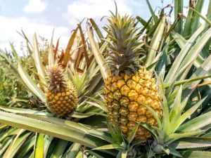 Lire la suite à propos de l’article Cultiver des ananas : découvrez l’entretien des plants d’ananas