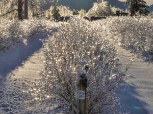 Lire la suite à propos de l’article Dommages hivernaux aux bleuets : soins des bleuets en hiver