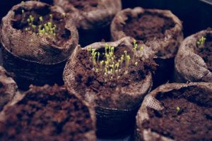 Lire la suite à propos de l’article Informations sur les graines de camomille : comment et quand planter des graines de camomille