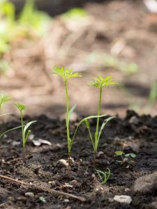 Lire la suite à propos de l’article Quelles sont les causes de la fonte des carottes : raisons de l'échec des semis de carottes