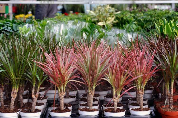 You are currently viewing Guide de propagation des graines de Dracaena – Comment planter des graines de Dracaena