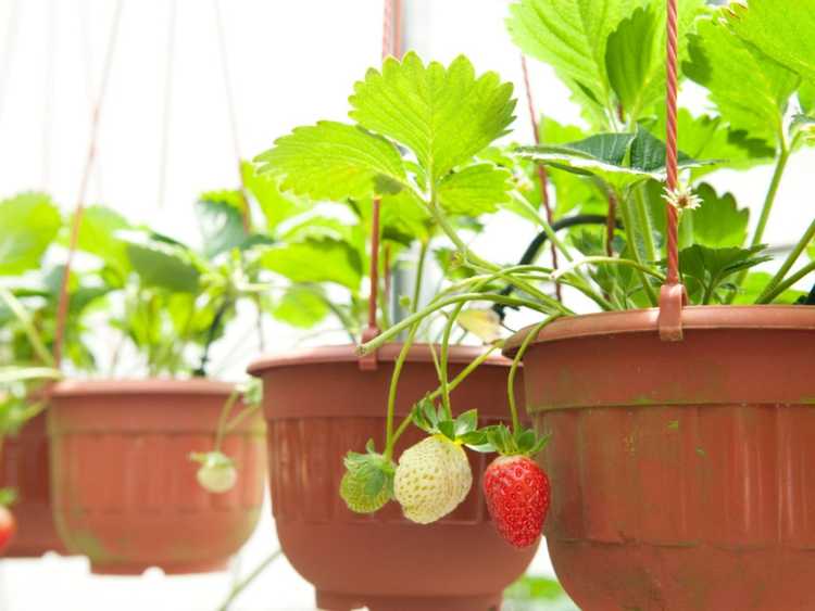 You are currently viewing Plants de fraises suspendus – Conseils pour cultiver des fraises dans des paniers suspendus
