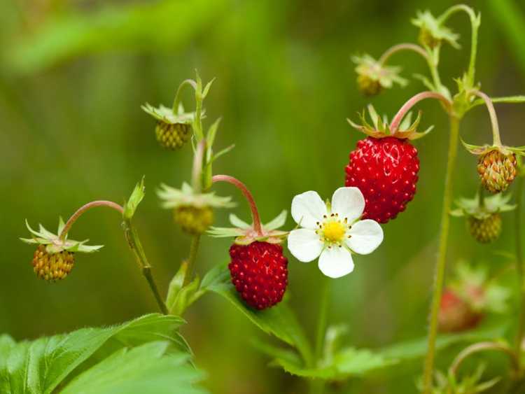 Lire la suite à propos de l’article Désherbage des fraises des bois : comment se débarrasser des fraises des bois