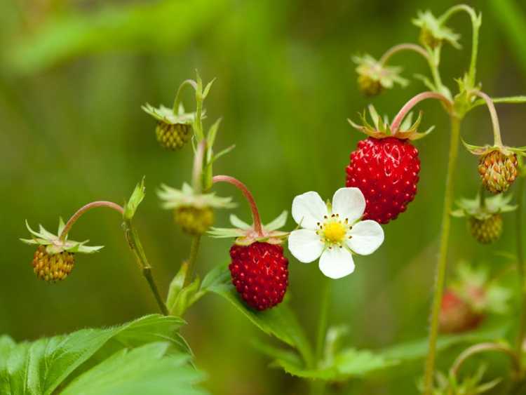 You are currently viewing Désherbage des fraises des bois : comment se débarrasser des fraises des bois