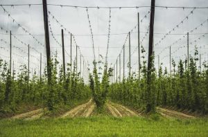 Lire la suite à propos de l’article Prise en charge des vignes de houblon : découvrez le soutien aux plantes de houblon